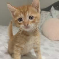 Thumbnail photo of Blaze BDL #1