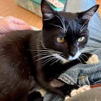 Thumbnail photo of Cookie #4