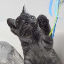 Thumbnail photo of Yang #1