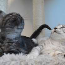 Thumbnail photo of Yang #3