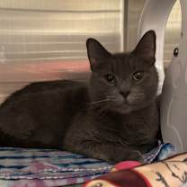 Thumbnail photo of Atlas #2