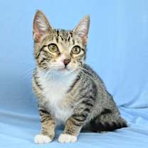 Thumbnail photo of Sammy #4