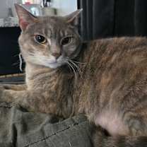 Thumbnail photo of Brittney #2