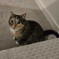 Thumbnail photo of Calli #1