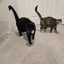 Thumbnail photo of Calli #4