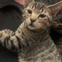 Thumbnail photo of Fozzie #2