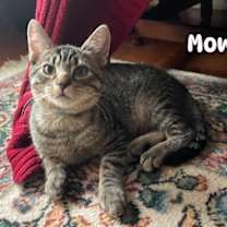 Thumbnail photo of Mowgli #2