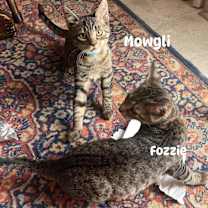 Thumbnail photo of Mowgli #3