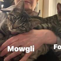 Thumbnail photo of Mowgli #4