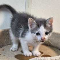 Thumbnail photo of 6 #1