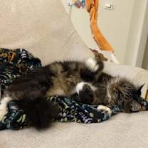 Thumbnail photo of Chowder #2