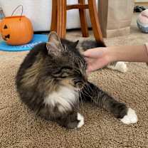 Thumbnail photo of Chowder #3