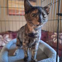 Thumbnail photo of Tulip #1