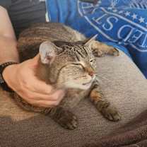 Thumbnail photo of Rocky #2