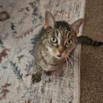 Thumbnail photo of Rocky #3