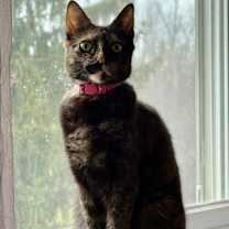 Thumbnail photo of Juju #1