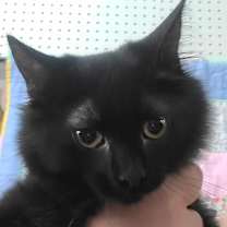 Thumbnail photo of Kandi #2