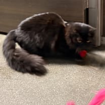 Thumbnail photo of Kandi #3