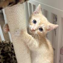 Thumbnail photo of Meadow BDL #1