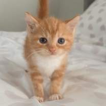 Thumbnail photo of Sunshine BDL #2