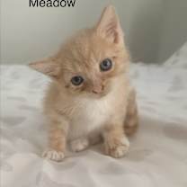 Thumbnail photo of Meadow BDL #2