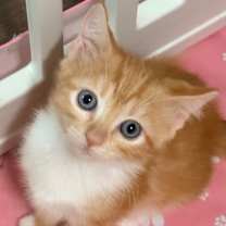 Thumbnail photo of Sunshine BDL #1