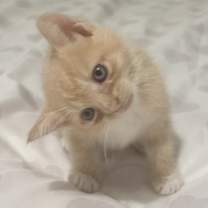 Thumbnail photo of Meadow BDL #3