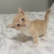 Thumbnail photo of Meadow BDL #4