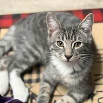 Thumbnail photo of Carlton #1