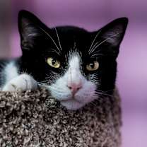 Thumbnail photo of Oreo Speedwagon #1