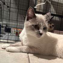 Thumbnail photo of Gandolf #1