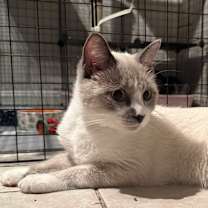 Thumbnail photo of Gandolf #2