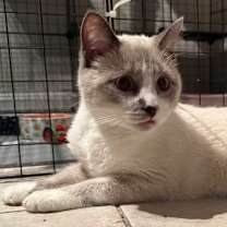 Thumbnail photo of Gandolf #4