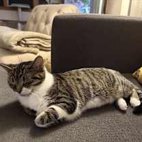 Thumbnail photo of Pepper #2