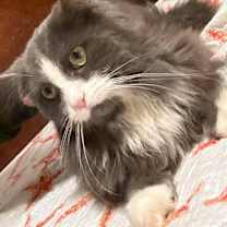 Thumbnail photo of Oliver #1