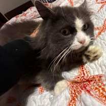 Thumbnail photo of Oliver #2