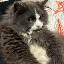 Thumbnail photo of Oliver #3