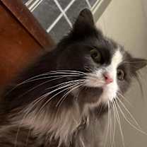 Thumbnail photo of Oliver #4