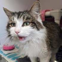 Thumbnail photo of Pfeffernusse #2