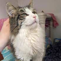 Thumbnail photo of Pfeffernusse #3