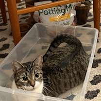 Thumbnail photo of Pepper #1