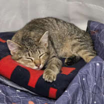 Thumbnail photo of SIMBA #1