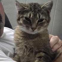 Thumbnail photo of SIMBA #2