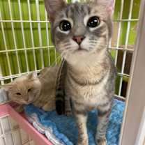 Thumbnail photo of Cuddles #1