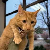 Thumbnail photo of Boone #2