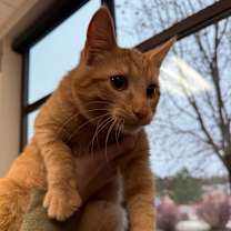 Thumbnail photo of Boone #3