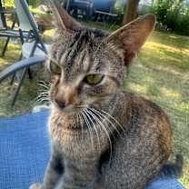 Thumbnail photo of Hazel #3