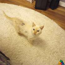 Thumbnail photo of Sunny #1