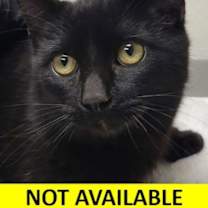 Thumbnail photo of AH Cat #1