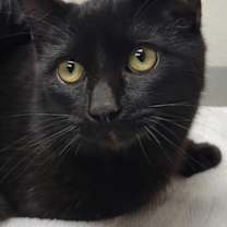 Thumbnail photo of AH Cat #2